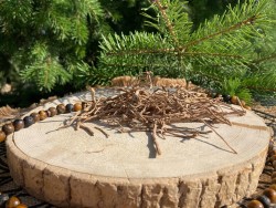 Chilcuague root, Aztec gold root